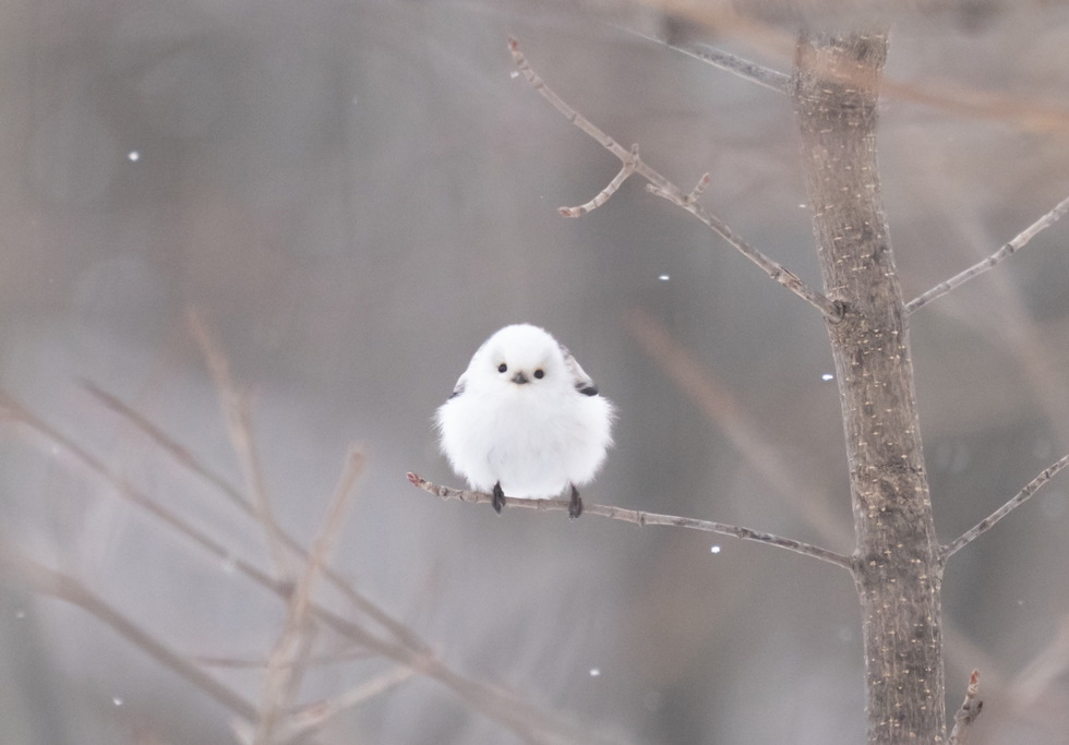 ROOM-KAZU ESCAPADE log